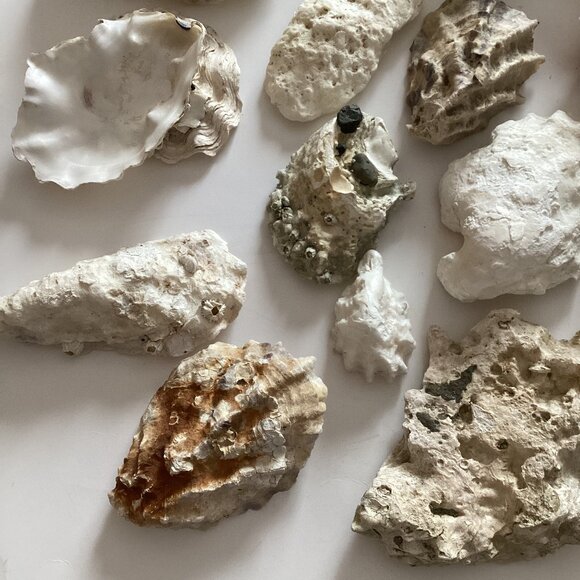 Seashells Assorted Collection Oyster Shells. Arts Crafts Crafting Pictures - Picture 3 of 8